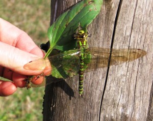 Here’s a pretty dragonfly that Mary found. It’s called a libellule in French, a libélula in Spanish – pretty in any language, I’d say!